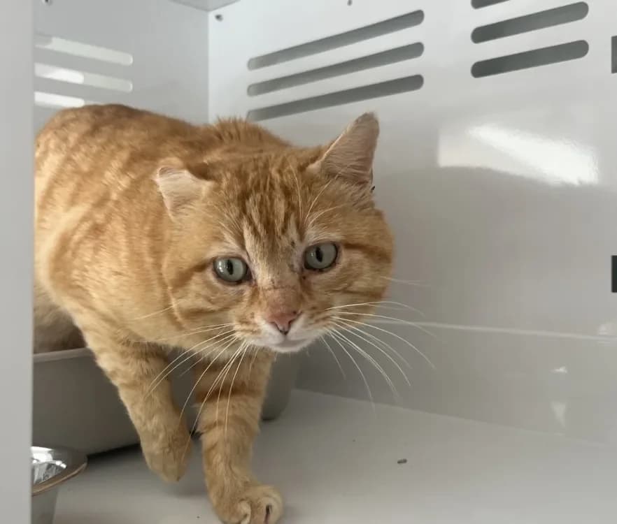 FLAMBY, male mixed breed for adoption at SPA Vannes, Vannes — photo 2 of 2