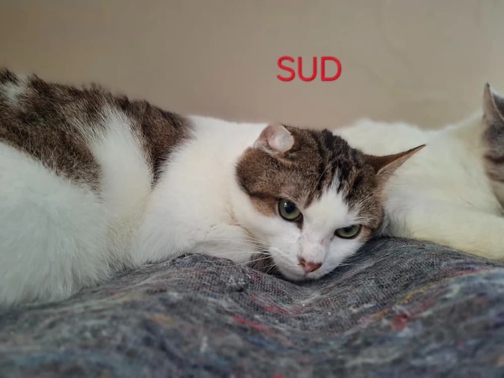 Sud, male senior mixed breed for adoption at Amiens), Poulainville