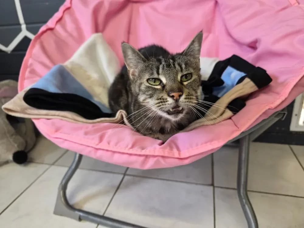 CACHOU, male mixed breed for adoption at SPA Sarreguemines, Sarreguemines — photo 2 of 2