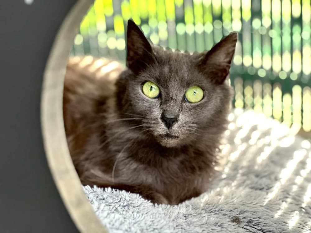 Souris, female mixed breed for adoption at Lyon