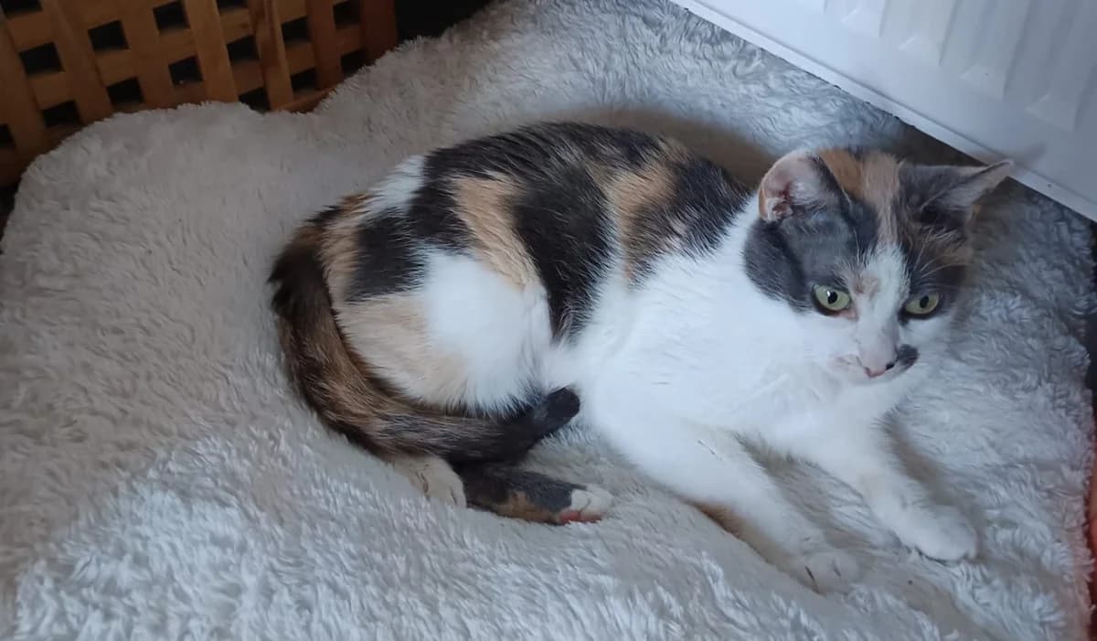 MINNIE, female mixed breed for adoption at Forbach