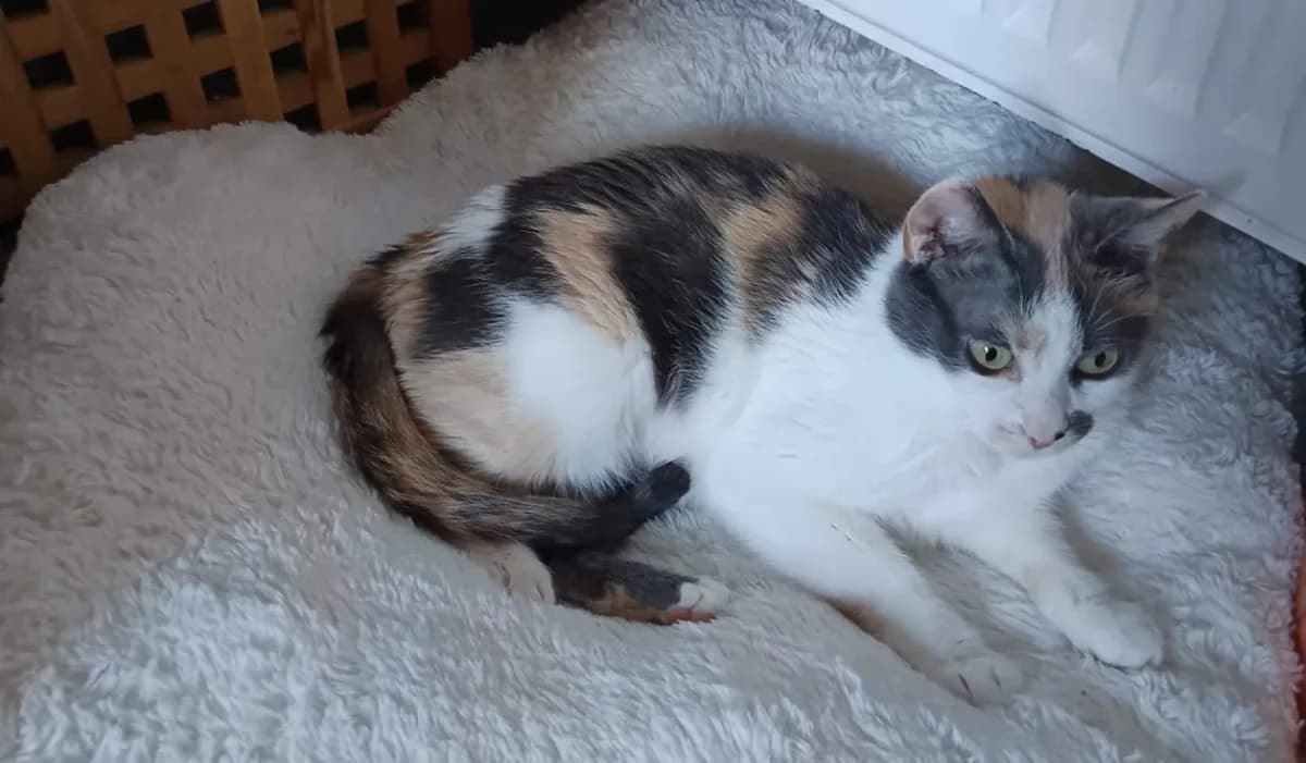 MINNIE, female mixed breed for adoption at SPA Forbach, Forbach — photo 2 of 2