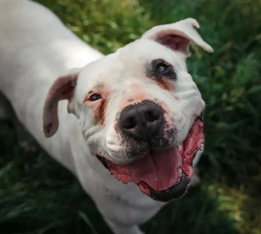 GOLIATH, male mixed breed for adoption at SPA France, Paris — photo 2 of 2