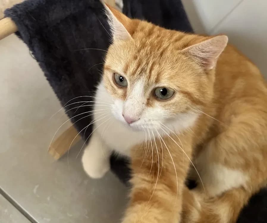 Roussette, female mixed breed for adoption at SPA France, Paris — photo 3 of 3