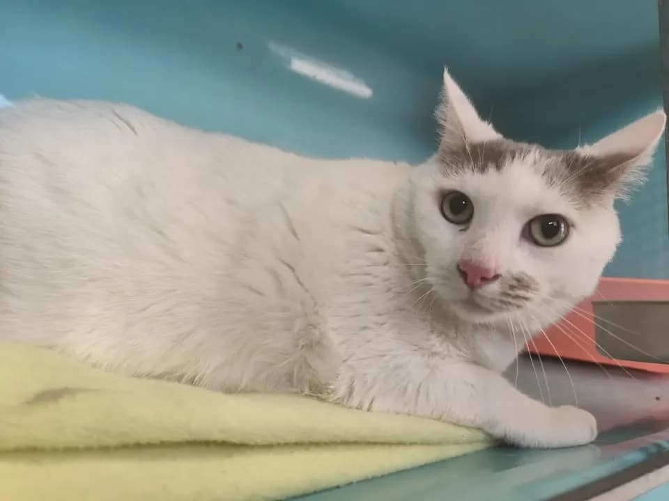 Bruno, male mixed breed for adoption at SPA Étalondes, Etalondes — photo 2 of 2