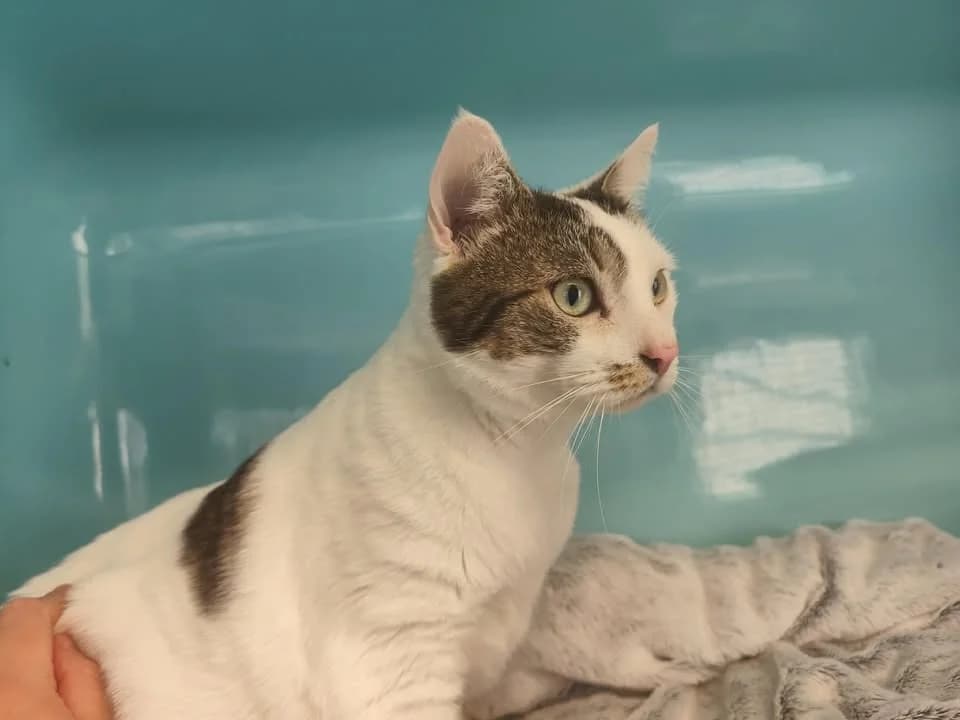 Lili, female mixed breed for adoption at Etalondes