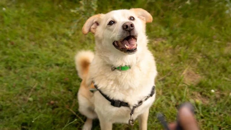 Max, male senior Golden Retriever for adoption at SPA Arras (Tilloy), Arras