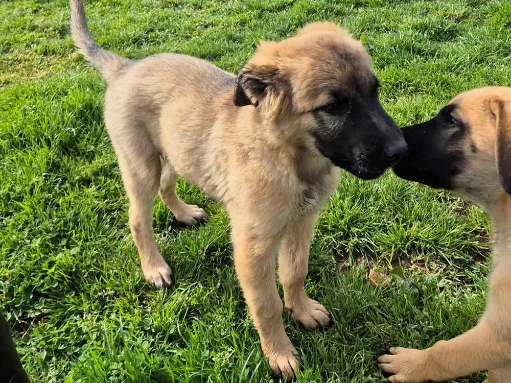 LASLO QCN (j'ai trouvé ma famille), male Belgian Tervuren for adoption at SPA France, Paris — photo 3 of 3