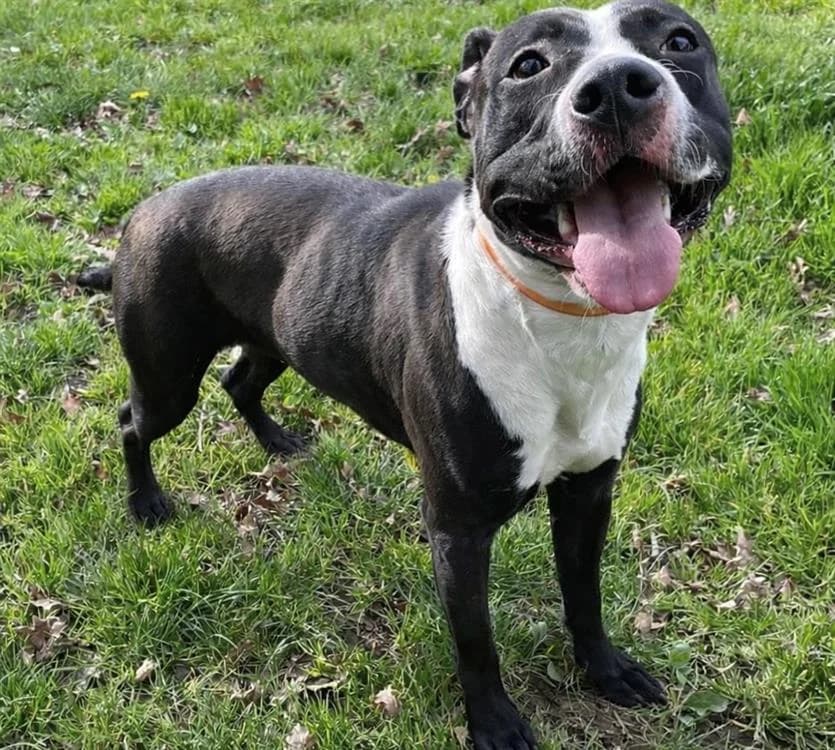 LETY  PAA24174, female Mixed Breed for adoption at SPA Plaisir, Plaisir