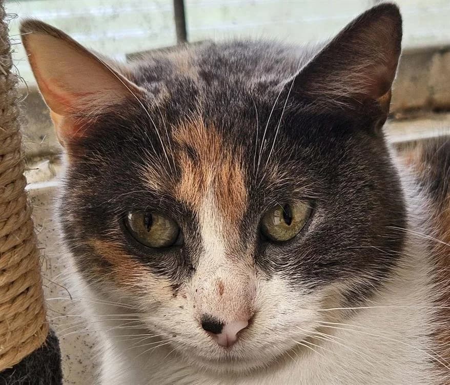 CAMELIA, female 3yo mixed breed for adoption at SPA Redon, Redon