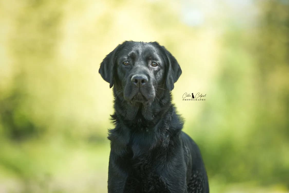 Vino, male Labrador Retriever for adoption at SPA Golfech, Golfech