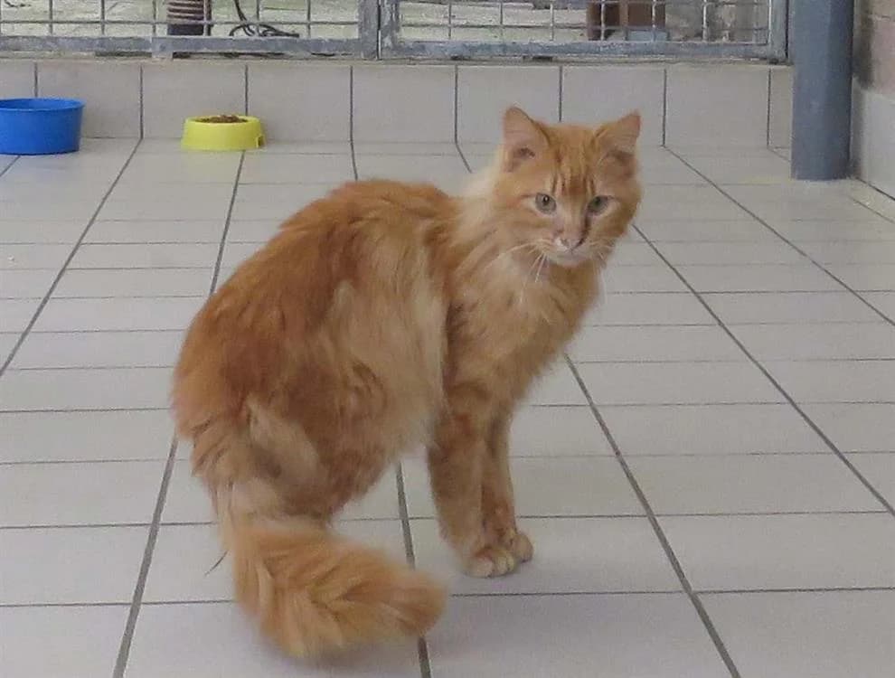 ZORRO, male mixed breed for adoption at SPA Redon, Redon — photo 2 of 3