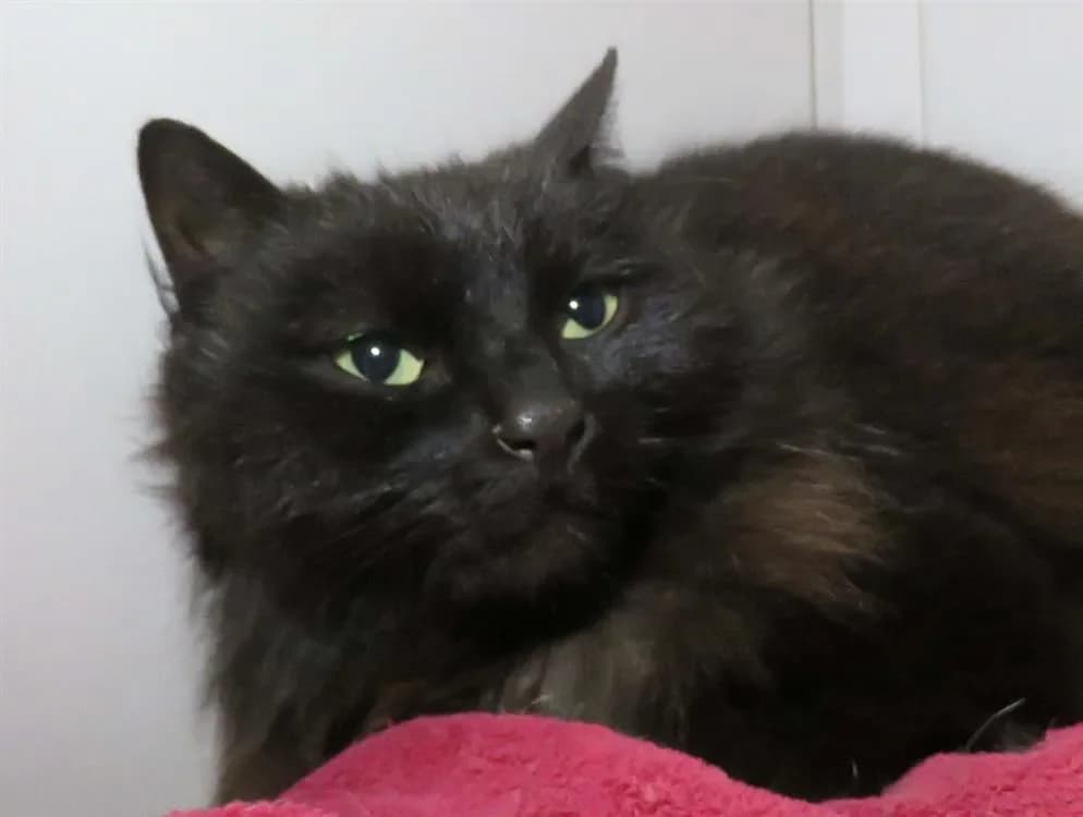 BLEUTEE, female mixed breed for adoption at SPA Redon, Redon — photo 3 of 3