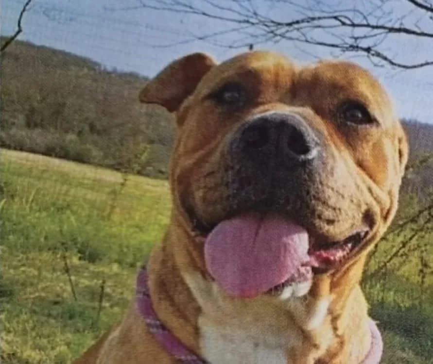 Nikita, female American Bully for adoption at SPA Mont-de-Marsan, De Marsan photo 2