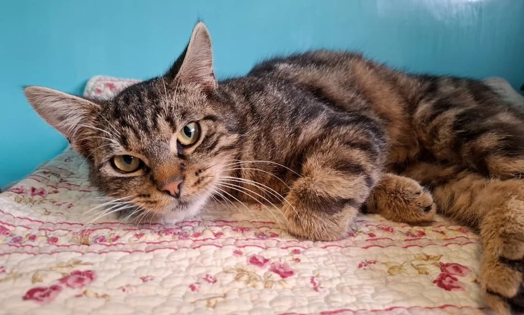 ANAKIN, male mixed breed for adoption at SPA Arras (Tilloy), Arras