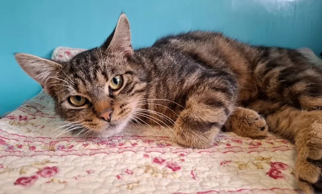 ANAKIN, male mixed breed for adoption at SPA Arras (Tilloy), Arras — photo 2 of 2