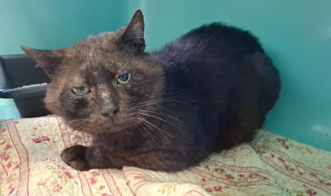 KAWA, male mixed breed for adoption at SPA Arras (Tilloy), Arras — photo 2 of 2