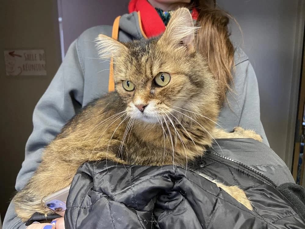 CALINE, female senior Mixed Breed for adoption at Coeur de Flandres), Hazebrouck