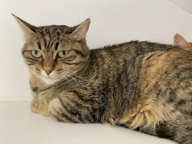 caliko, female mixed breed for adoption at SPA Torreilles, Torreilles — photo 2 of 2