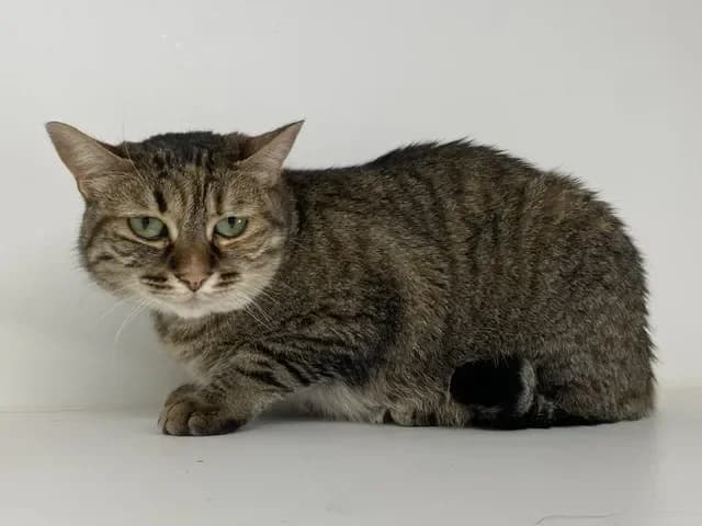 MIYAKO, female mixed breed for adoption at SPA Torreilles, Torreilles — photo 2 of 2