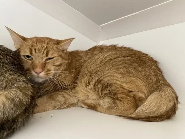 EVERDELL, male mixed breed for adoption at SPA Torreilles, Torreilles — photo 2 of 2