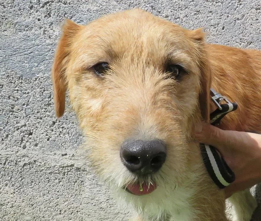 ANATOLE, male Mixed Breed for adoption at SPA Redon, Redon — photo 2 of 2