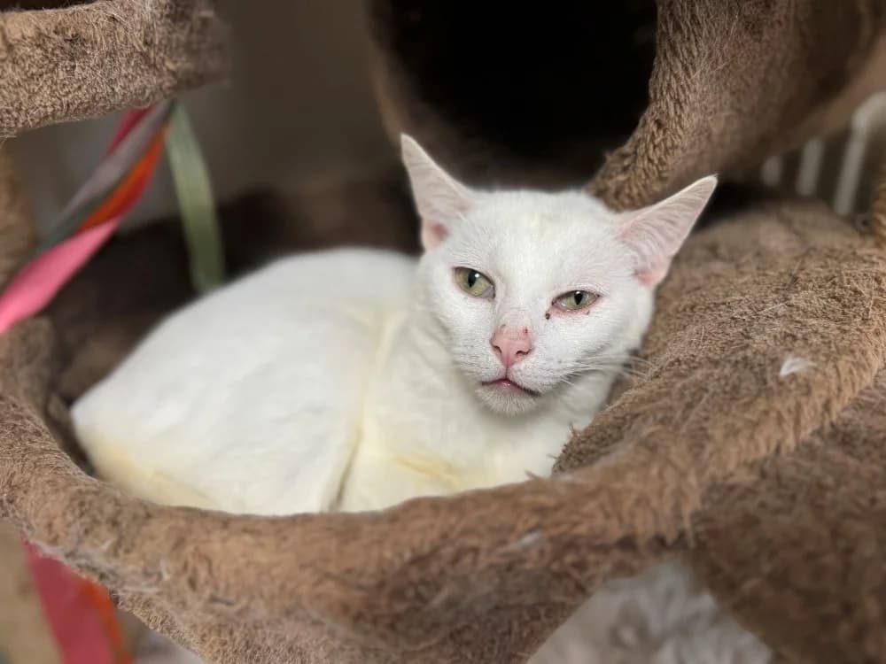 CHILLY A17386, female mixed breed for adoption at SPA Orgeval, Orgeval