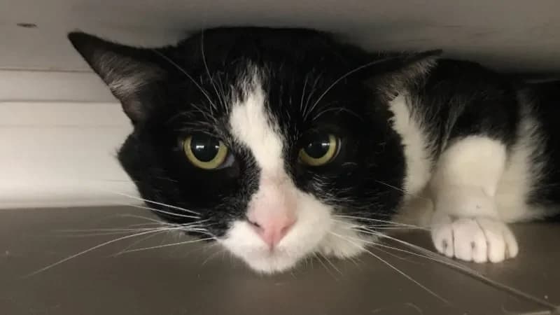 NOUCHAMI, male mixed breed for adoption at SPA France, Paris — photo 2 of 2