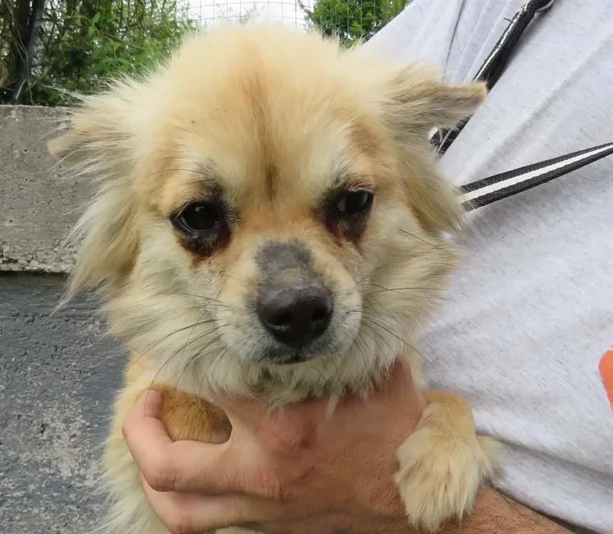 WALLY, female Chihuahua for adoption at SPA Redon, Redon — photo 2 of 2
