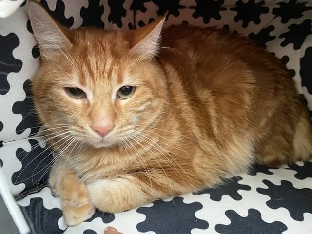 AZUL, male mixed breed for adoption at SPA Torreilles, Torreilles — photo 2 of 3