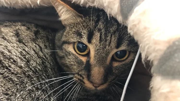 AZUL, male mixed breed for adoption at SPA Torreilles, Torreilles — photo 3 of 3