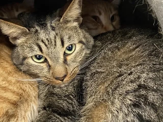 PRENTISS, male mixed breed for adoption at SPA Torreilles, Torreilles — photo 2 of 2