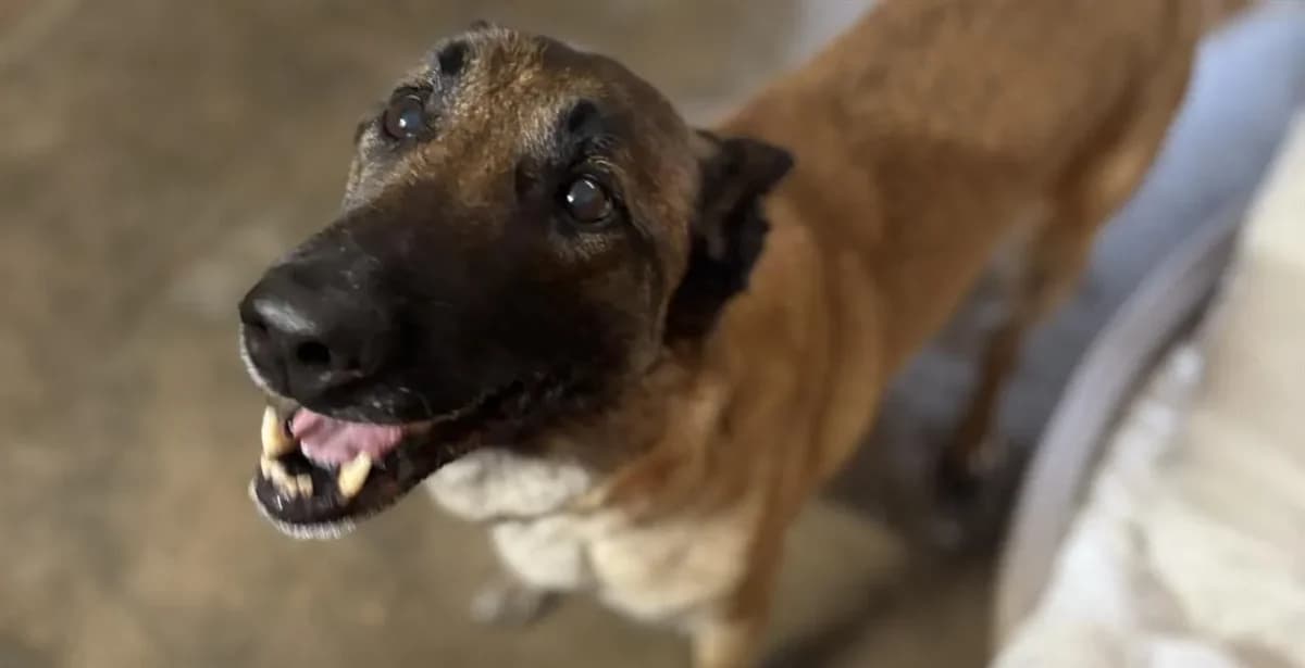 NIGAN DIT NINJA, female Belgian Malinois for adoption at SPA Forbach, Forbach — photo 2 of 2