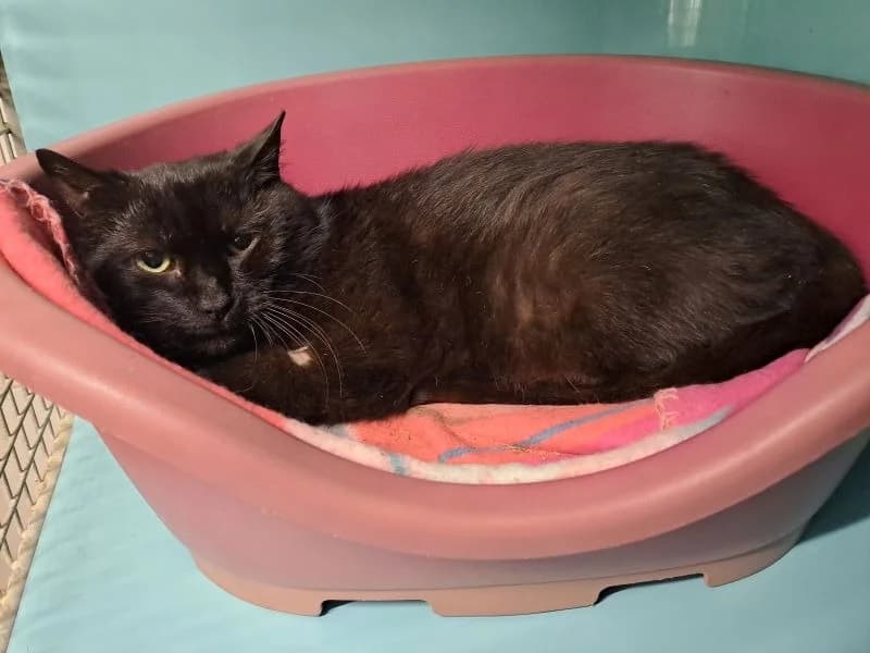 MANGO, male 6yo mixed breed for adoption at SPA Inzinzac-Lochrist, Inzinzac