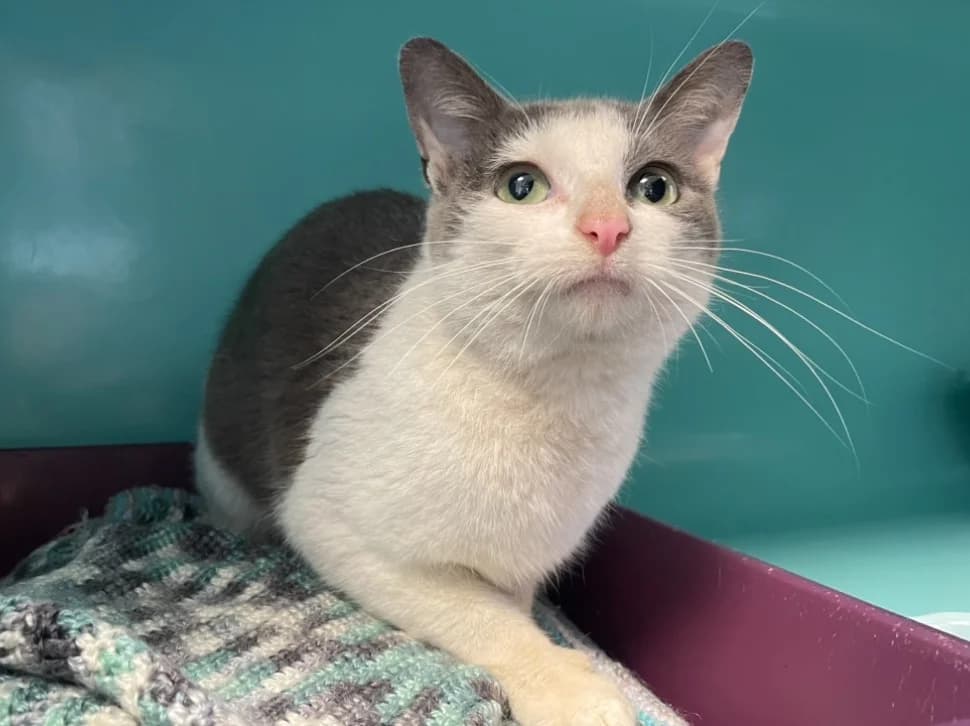 Lara, female mixed breed for adoption at SPA Pornic, Pornic