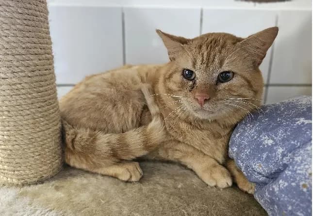 CARAMEL, male mixed breed for adoption at SPA France, Paris photo 2