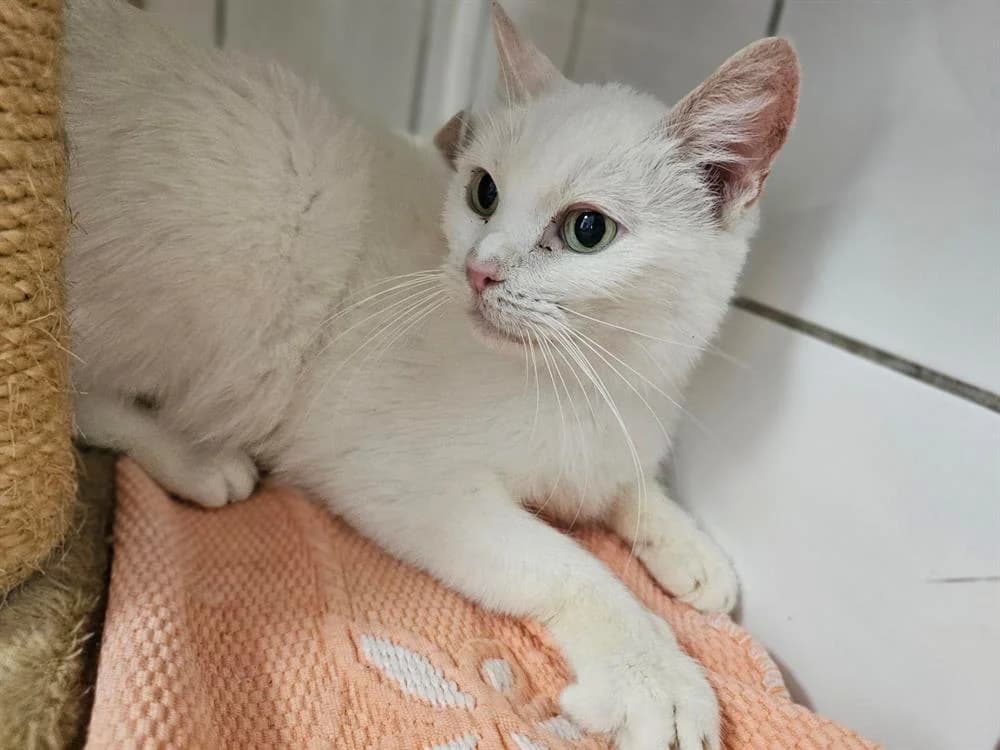 COTON, female mixed breed for adoption at Gerhard Cramer), Arry