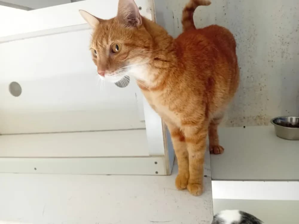 TOONCES PAB28687, male mixed breed for adoption at SPA France, Paris photo 2