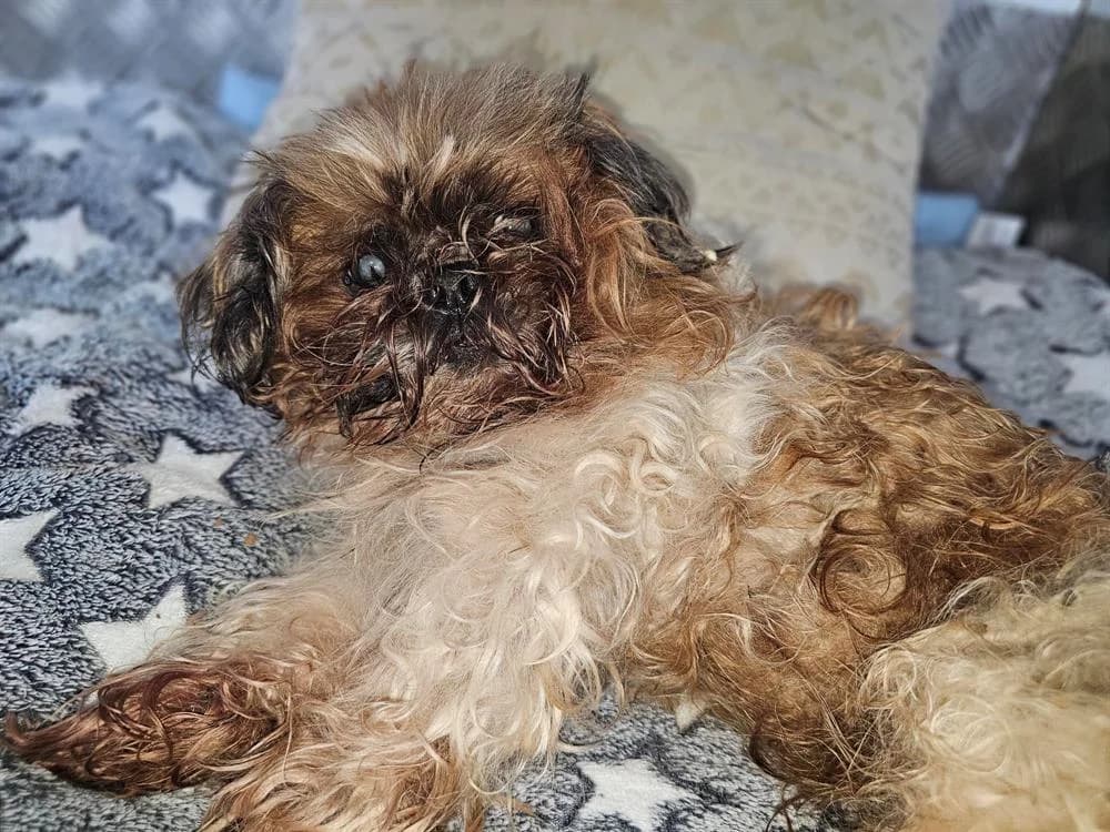 MARCUS, male Shih Tzu for adoption at Arry