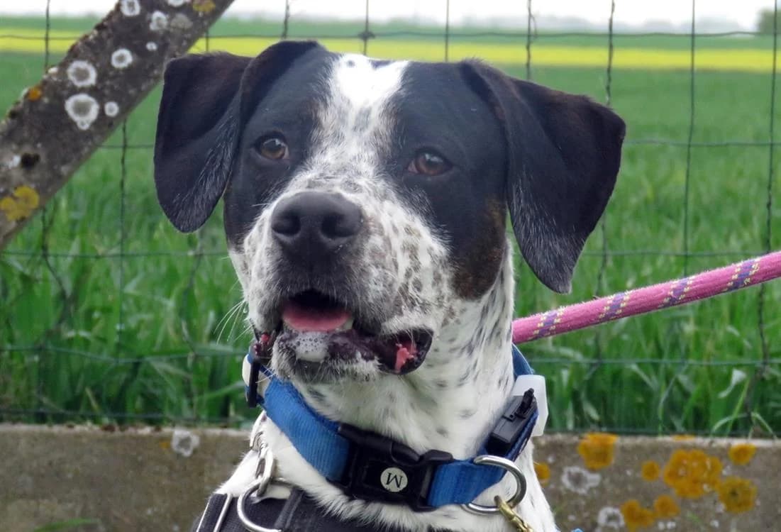 KODA, male young Mixed Breed for adoption at SPA Chilleurs-aux-Bois, Chilleurs