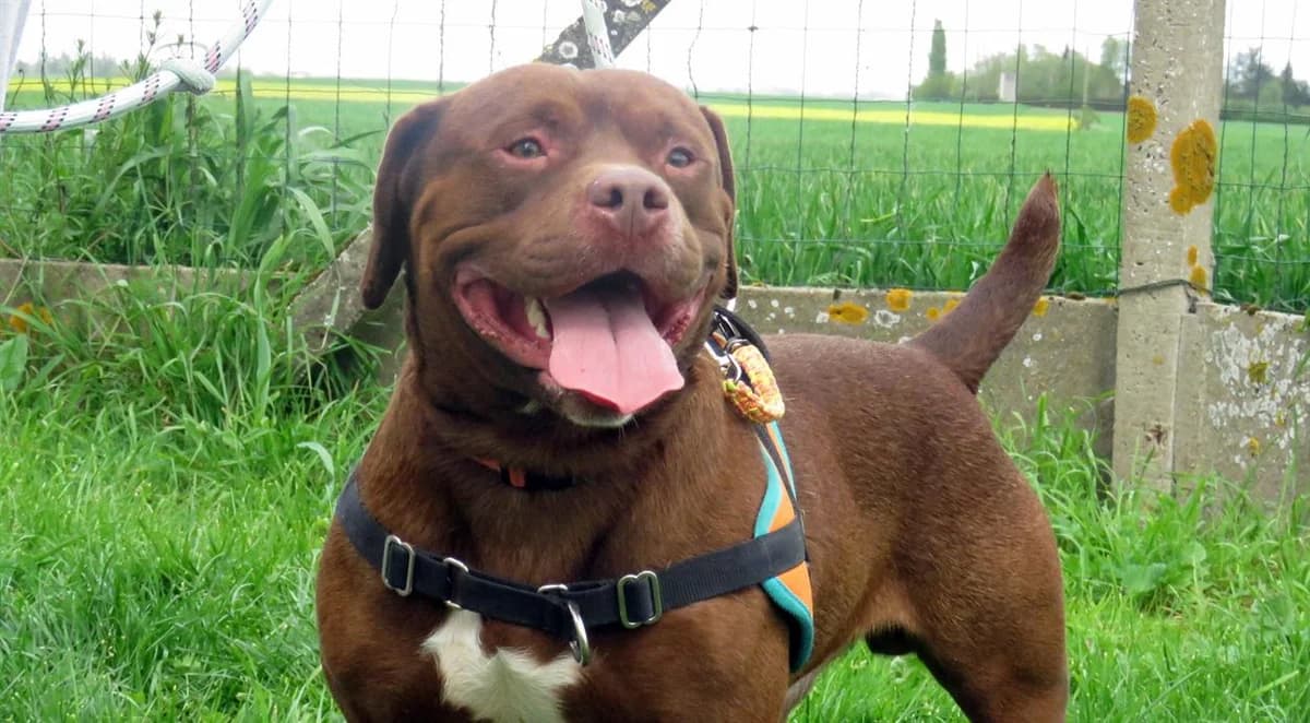 PACO, male young American Bully for adoption at SPA Chilleurs-aux-Bois, Chilleurs