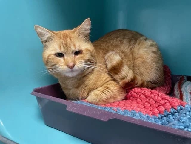MANGO, male 4yo mixed breed for adoption at SPA Pornic, Pornic
