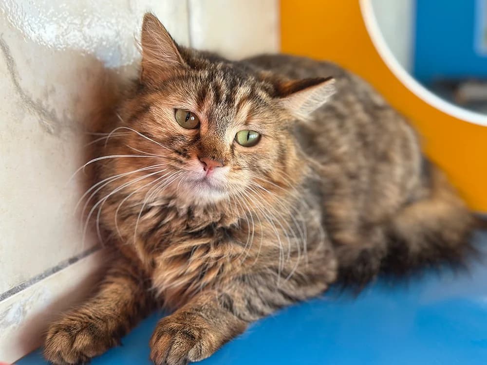 valseuse, female mixed breed for adoption at Paris