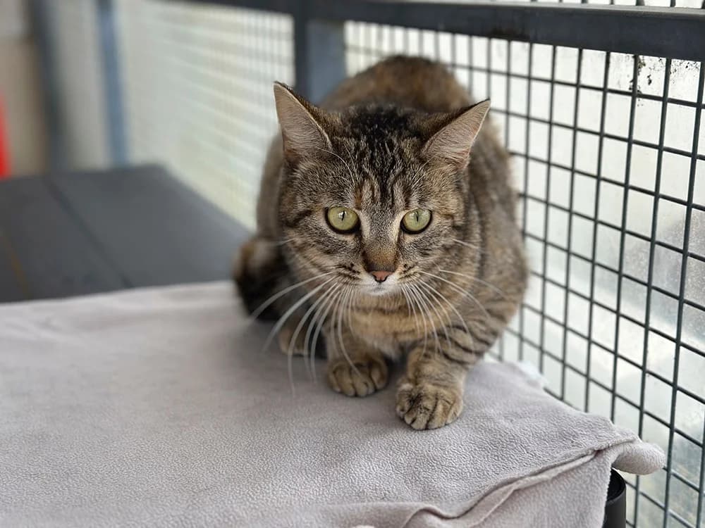 papillote, female mixed breed for adoption at SPA Château-d'Olonne