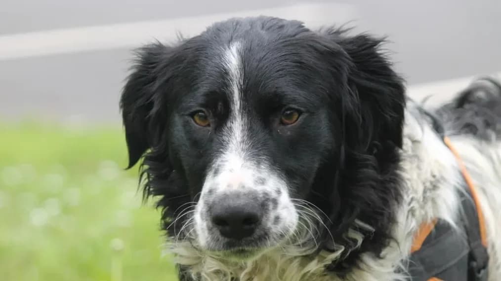 DICAPRIO, male mixed breed for adoption at SPA France, Paris — photo 2 of 2