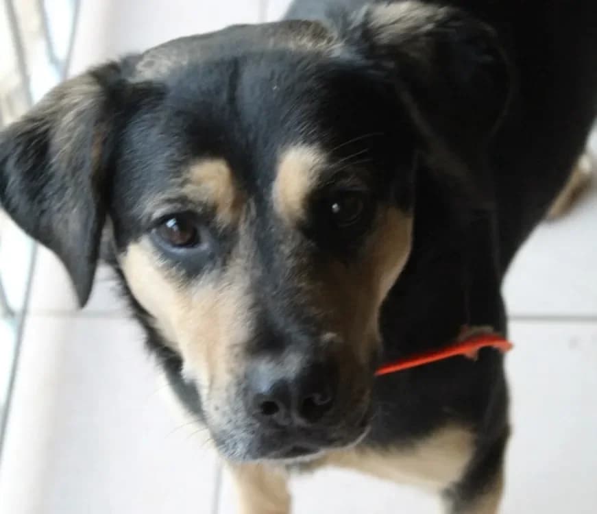 alina, female mixed breed for adoption at SPA Mont-de-Marsan, De Marsan photo 2