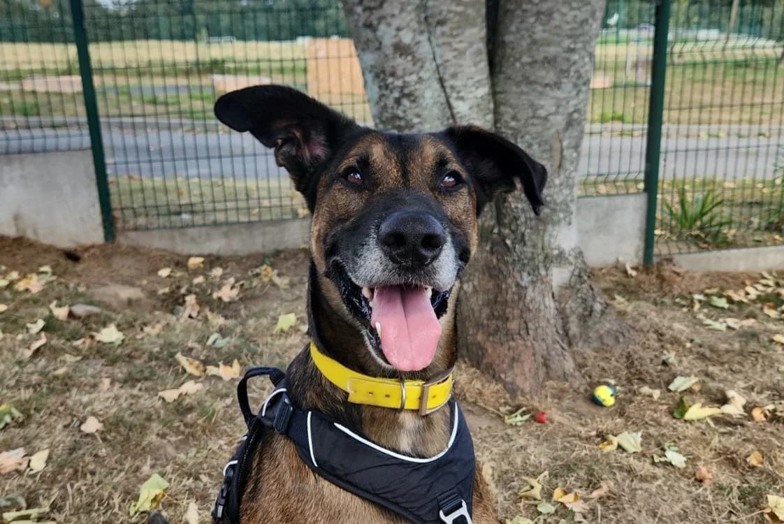 TORNADO (réservé), male 4yo Mixed Breed for adoption at Bouguenais), Nantes