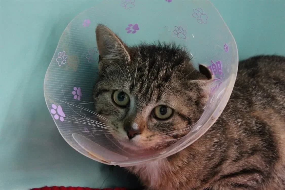 Pookie, female mixed breed for adoption at SPA Cabourg, Cabourg — photo 2 of 2