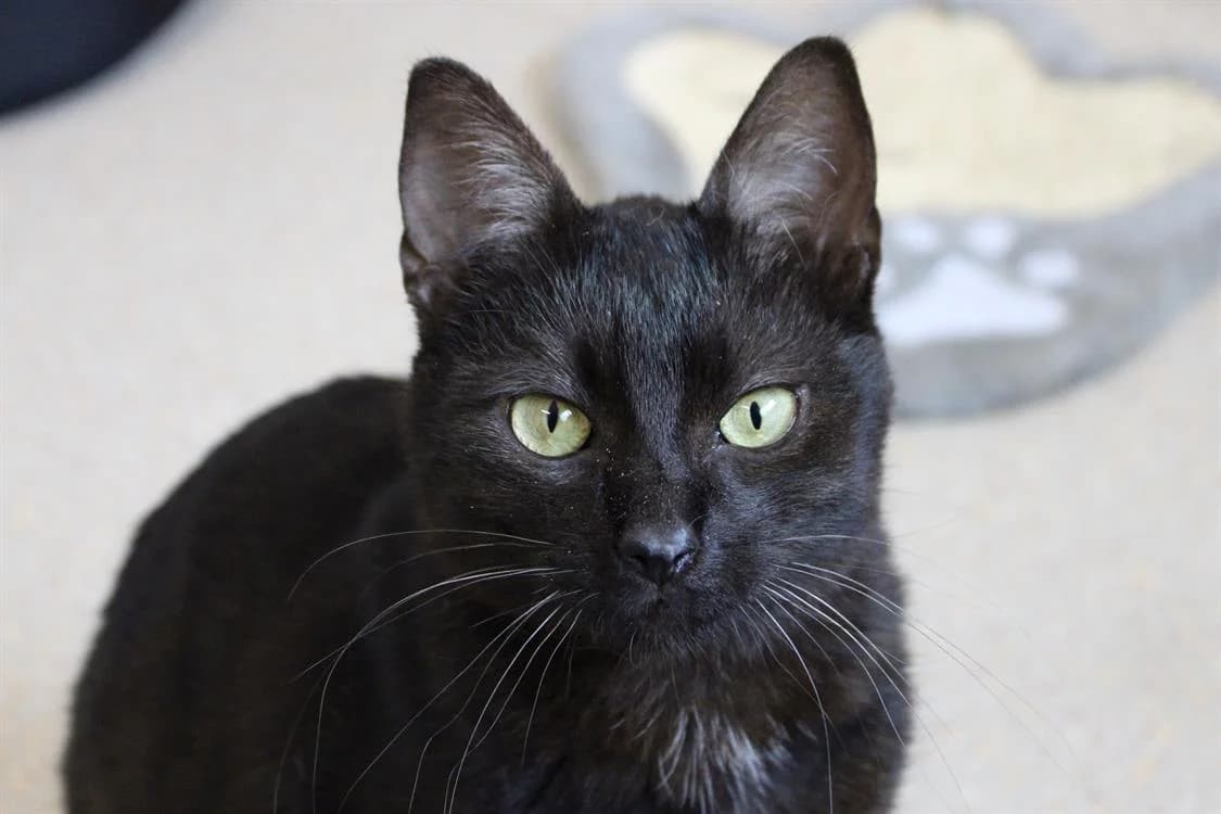 Luna, female mixed breed for adoption at SPA Cabourg, Cabourg