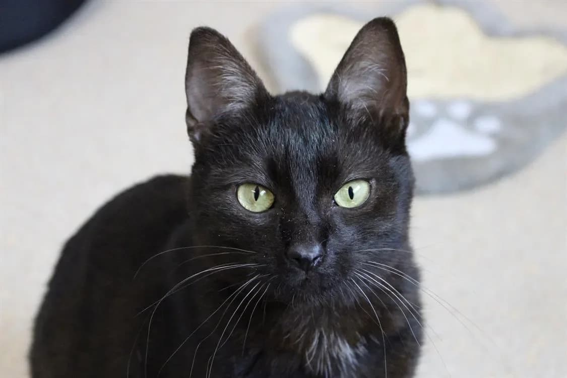 Luna, female mixed breed for adoption at SPA Cabourg, Cabourg — photo 2 of 2